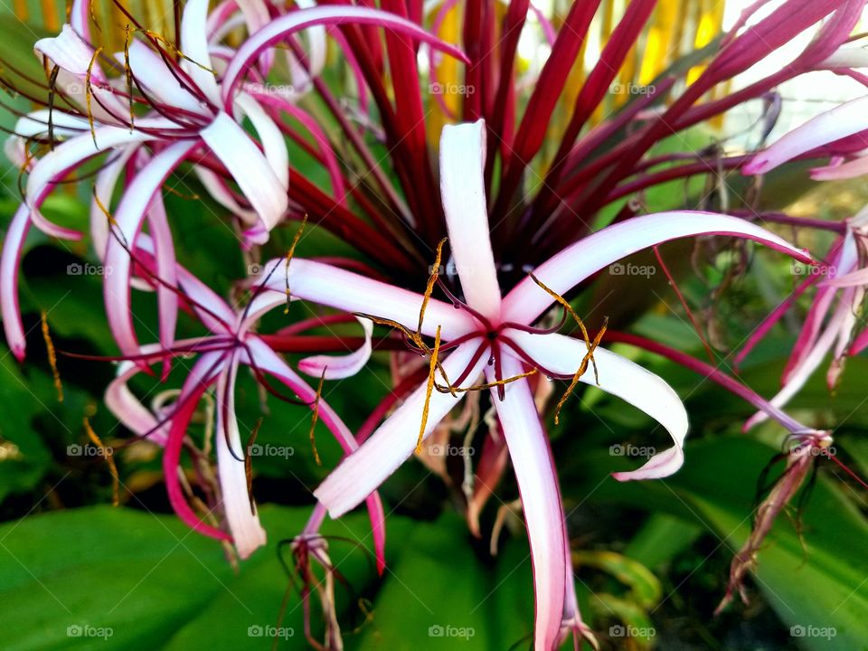 fireworks plant just starting to bloom