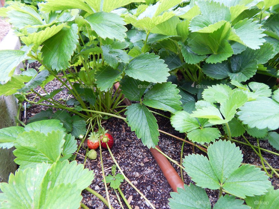 Early summer strawberries. Early summer strawberries