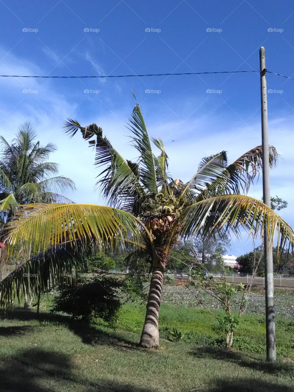 Up close coconut tree refuses to grow normal instead trying to be popular