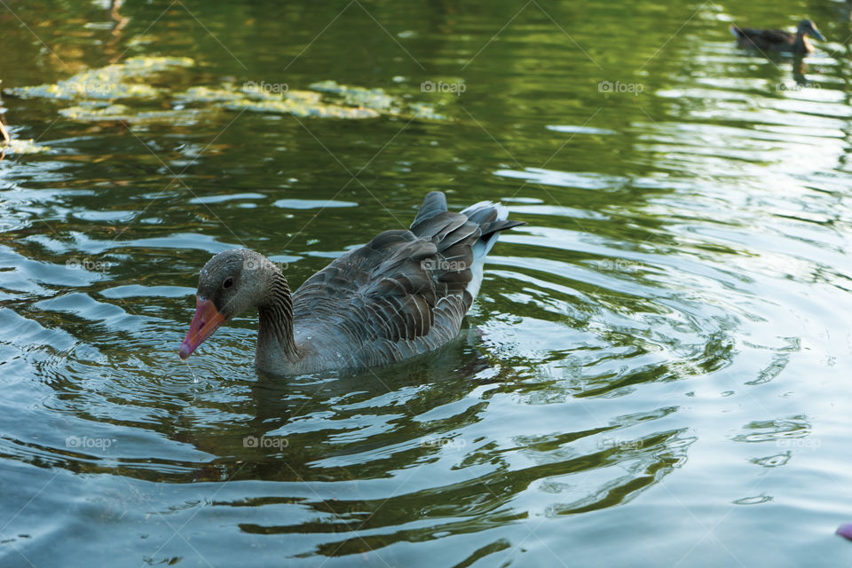 Duck in a pond. The duck is soaking with its head resting on the water. Green, brown, yellow and white duck.



Whole brown duck swims in the pond.

It has wet feathers.