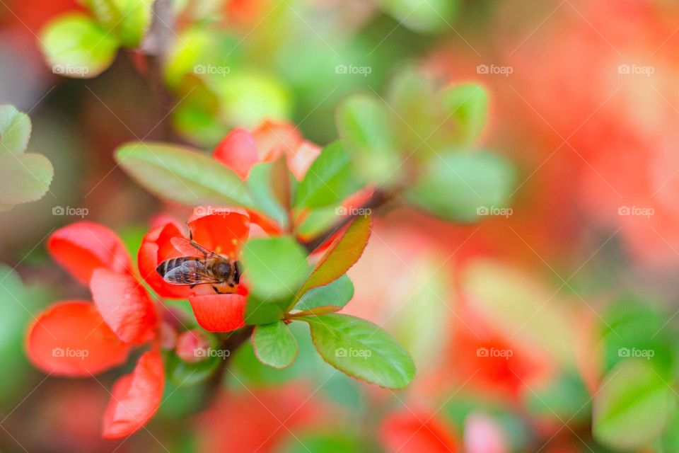 Complementary Colors, Red and Green