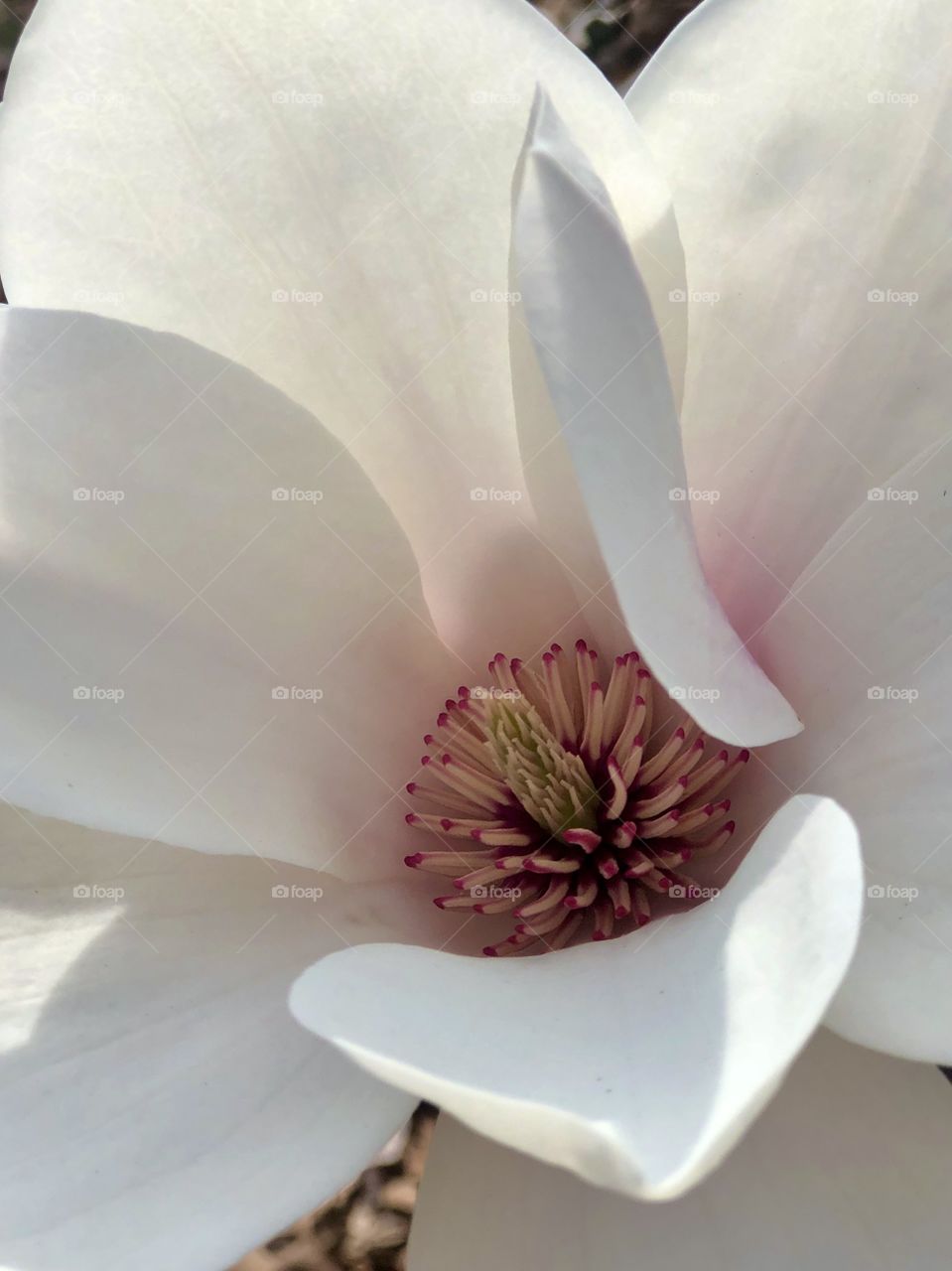 Full frame closeup of magnolia bloom 