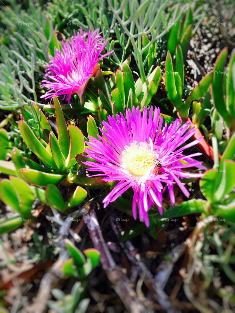 Macro shot, photography shots, flowers, blooming 