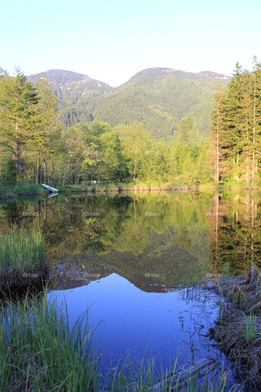 Beaver pond