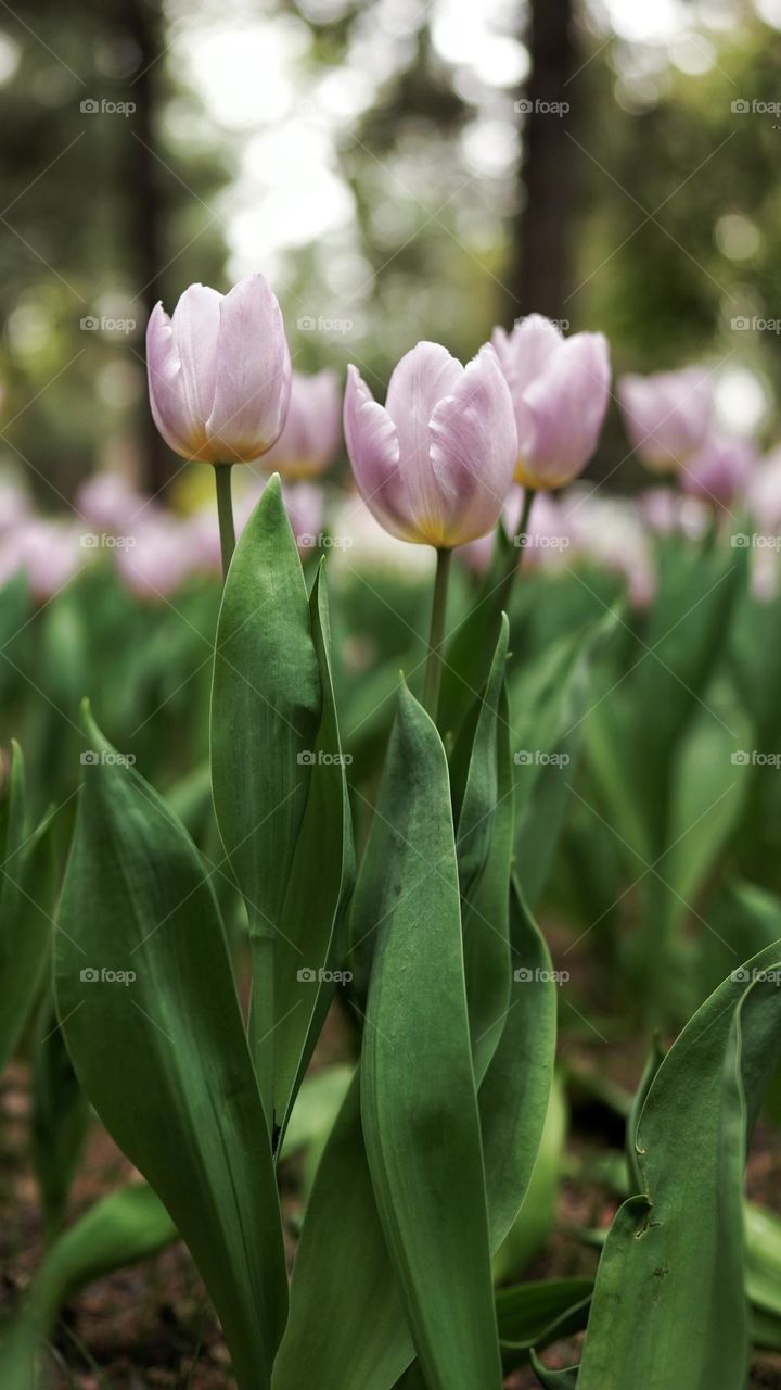 Tulips