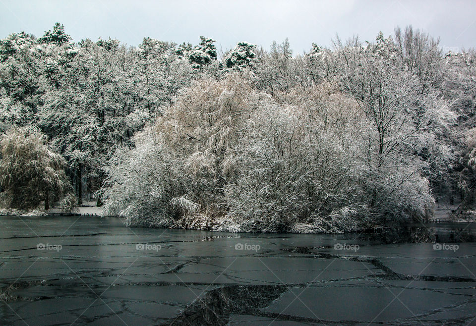 Frozen lake in the forest