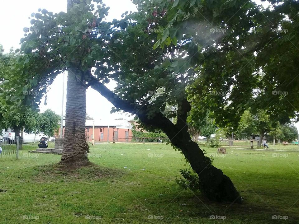 árbol con el tronco torcido en una plaza de pueblo