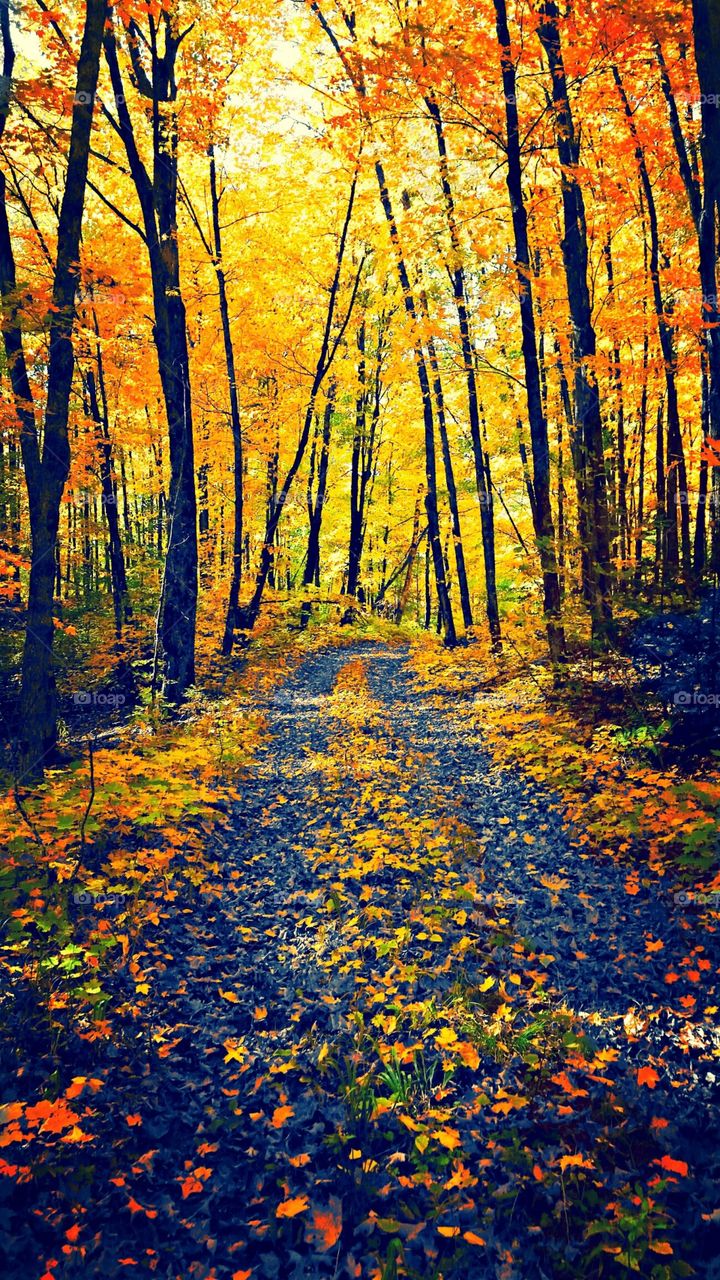 A Walk During Fall in Michigan. This was taken in September 2014 in Michigamme, MI while taking a walk around bass lake 
