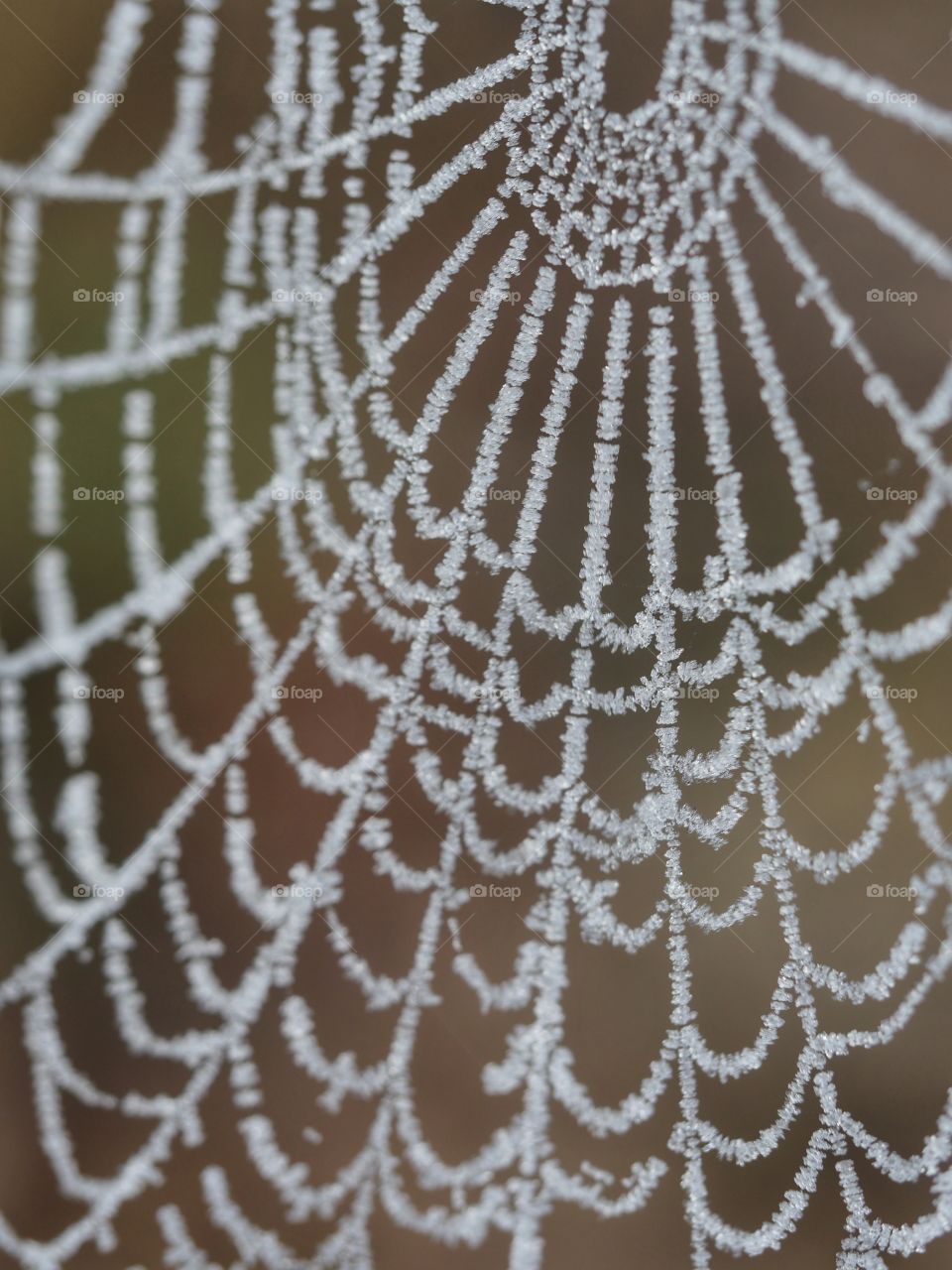 Close up of frozen spider web