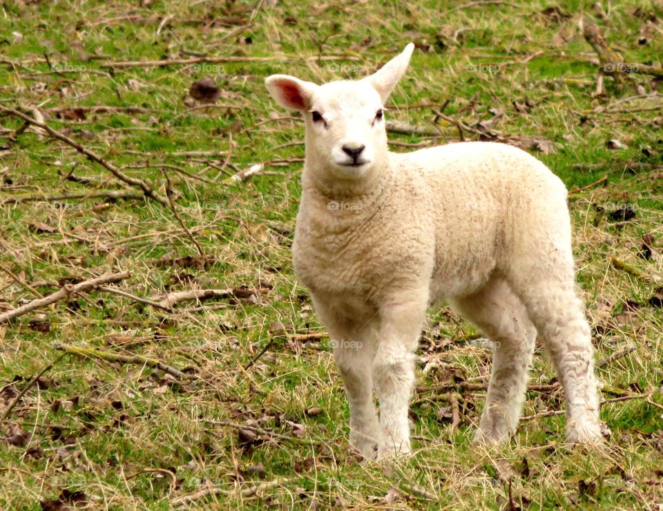 Easter lamb