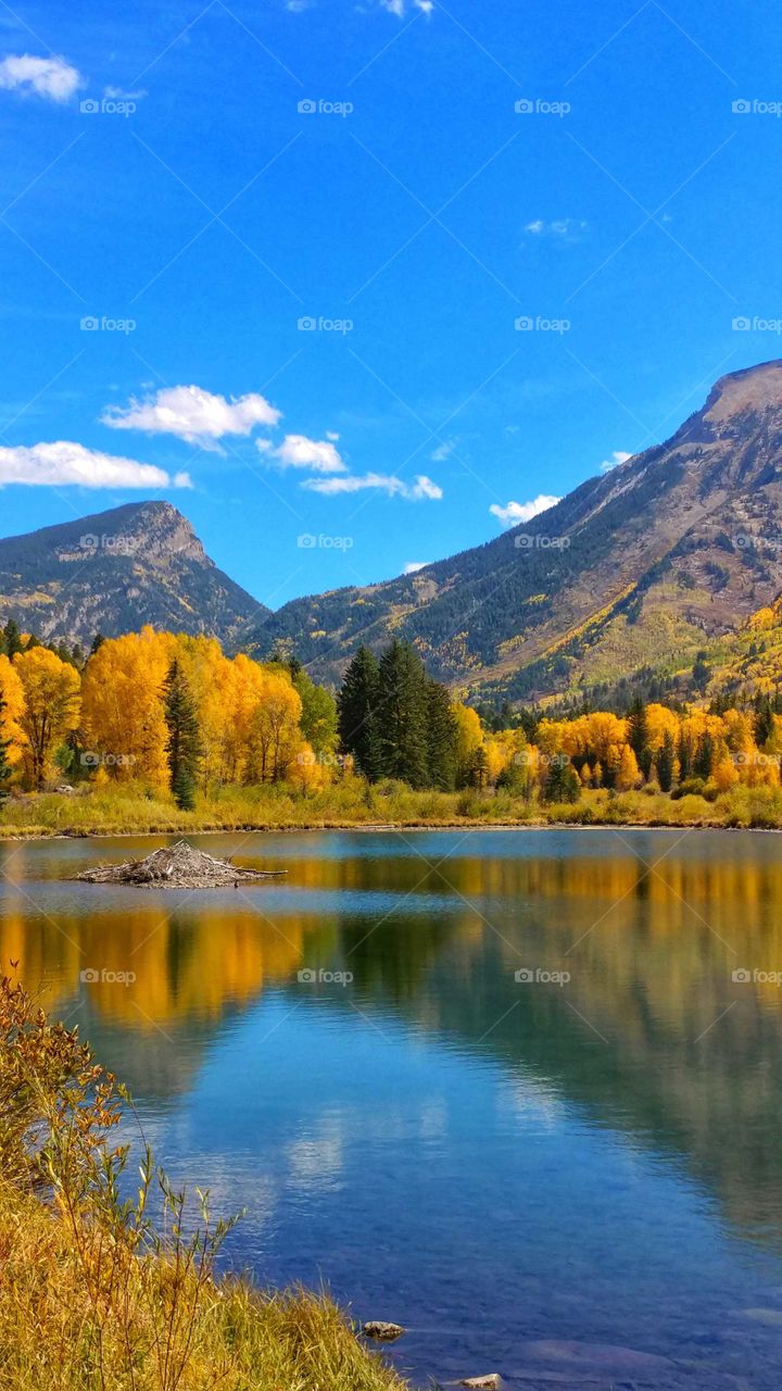 Shimmering waters surrounding a beaver lodge on a colorful Colorado Fall day.