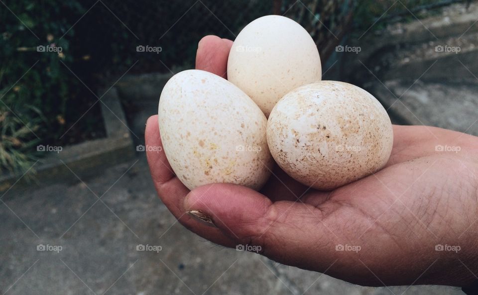 Farmer  holding ecological eggs 
