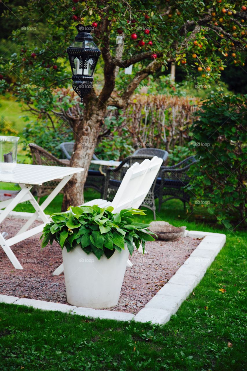 Leaf, Garden, No Person, Tree, Flower