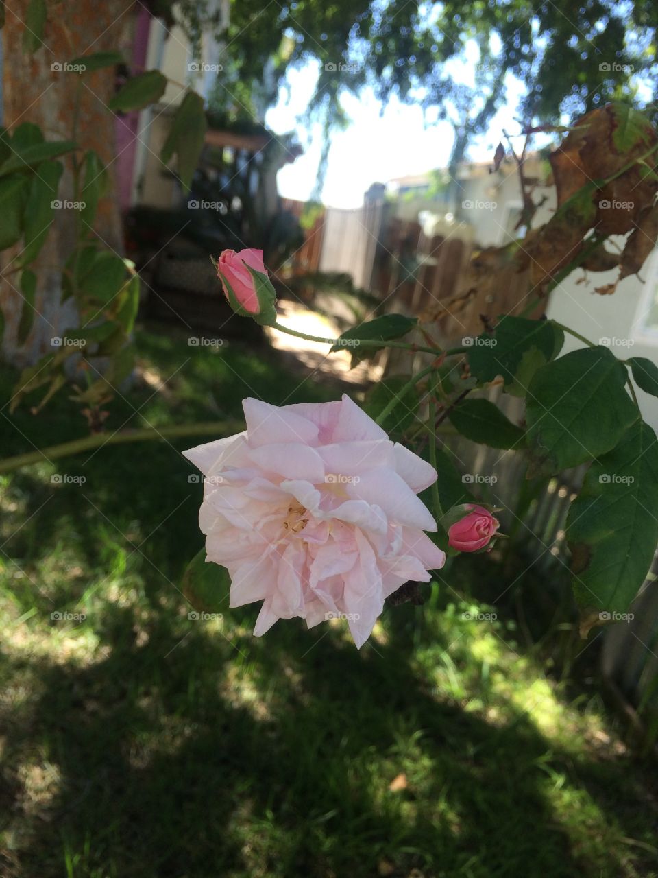 Roses in my garden. Roses.