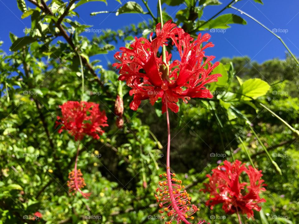 Red Hibiscus 