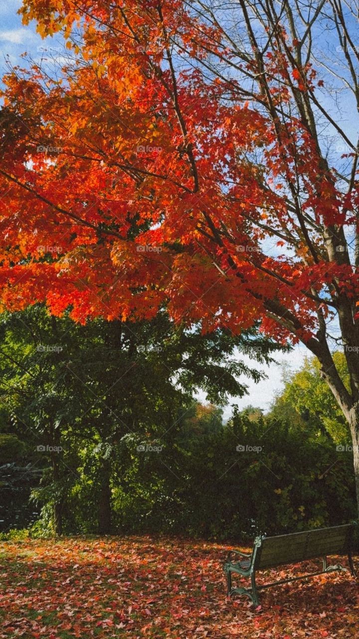 Fall Leaves