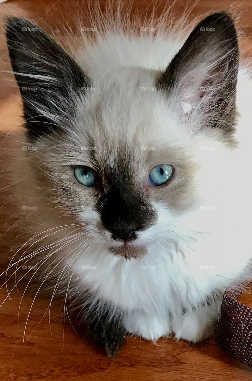 Cute little Himalayan kitten