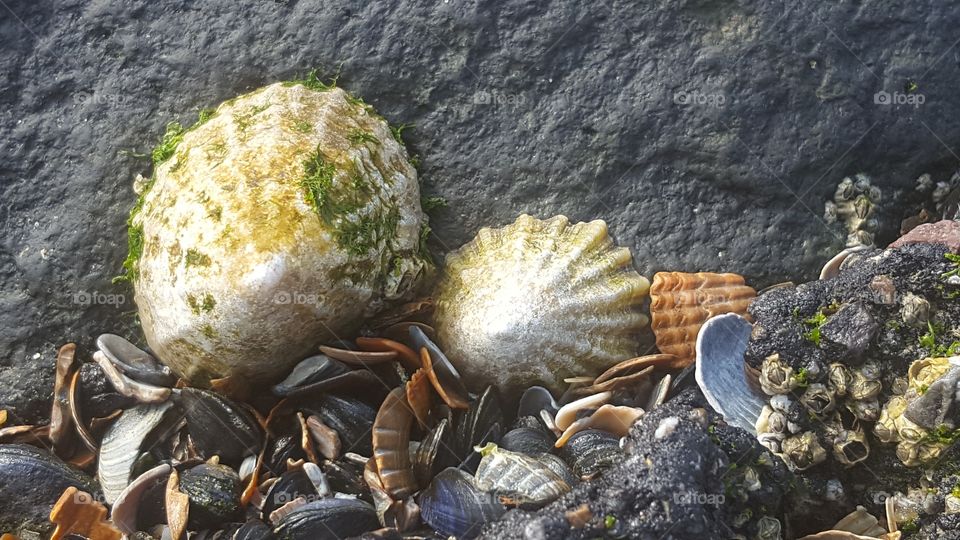 Beautiful shells