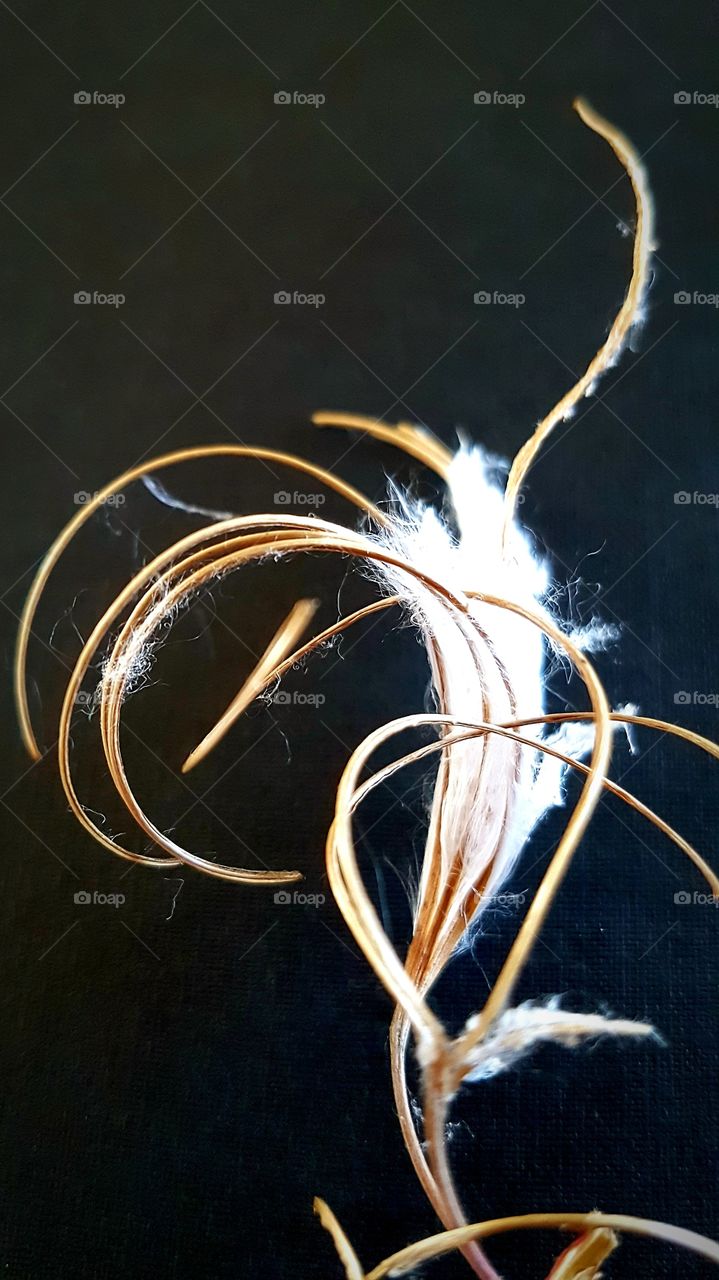 now the milkweed seeds