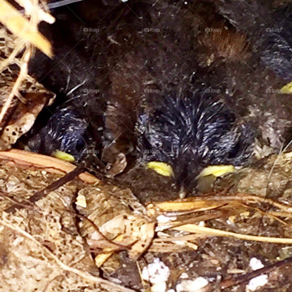 Nestlings