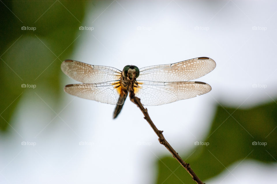 Dragonfly