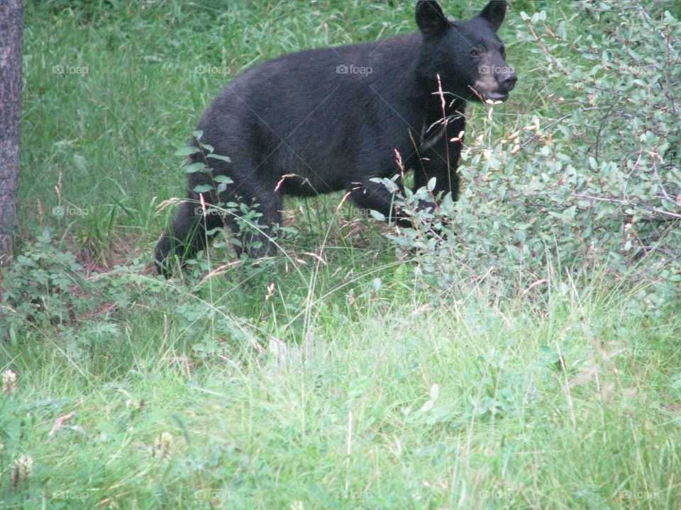 Black bear bear the road