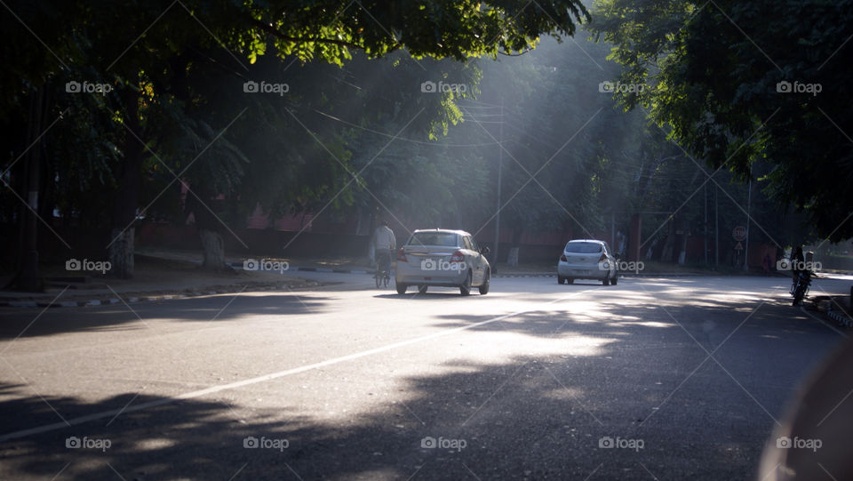 To catch the light falling through the trees, is a quest I have not yet captured.