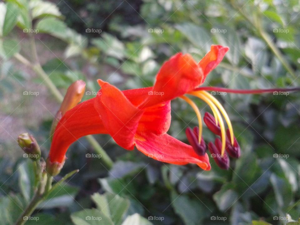 dragon flower
