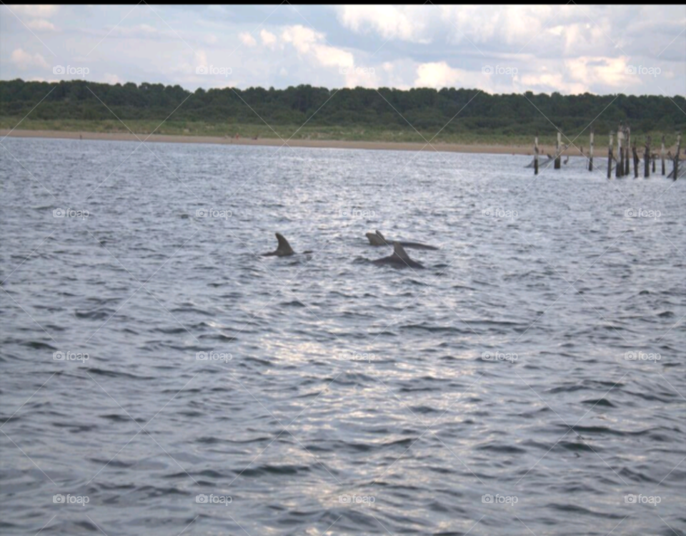 Boating and Dolphin pod sightings!