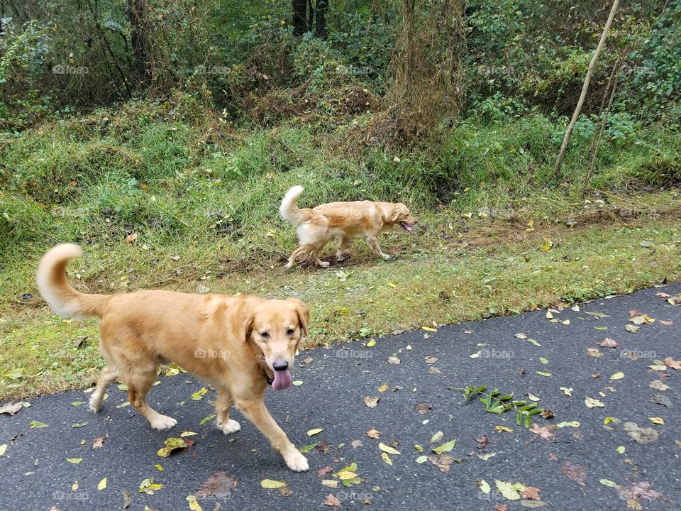 two golden retrievers on a walk at a park