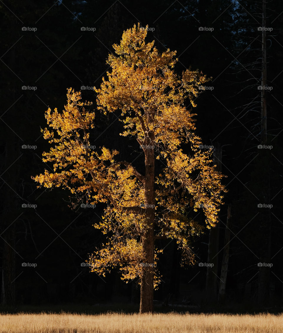 Luminous photo have a tree lit with yellow leaves in the autumn far in Yosemite Valley national Park