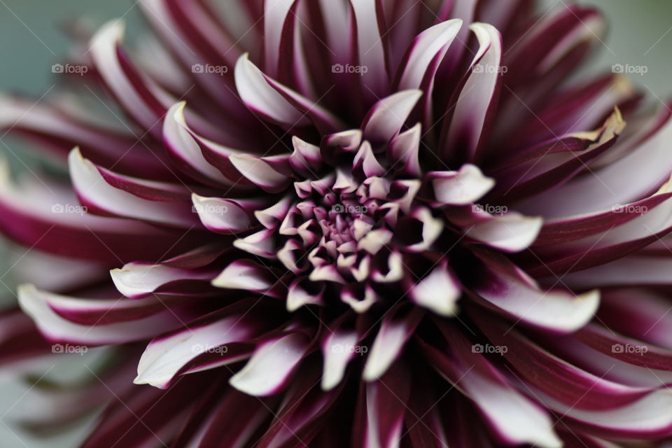 Contrasting colors create interesting patterns on a flower