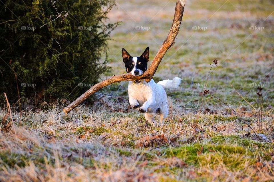 Dog with stick