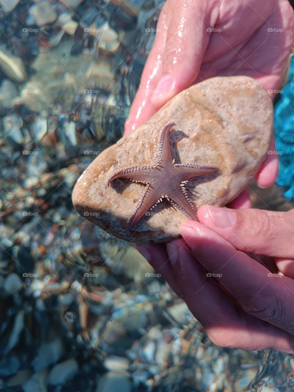 starfish