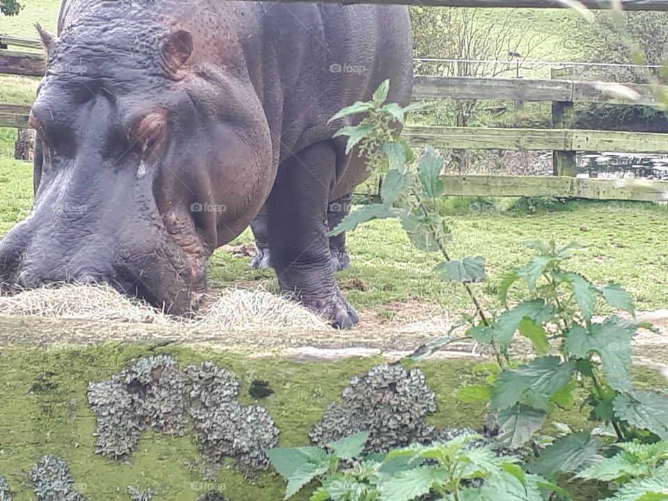 Mammal, Nature, No Person, Outdoors, Grass