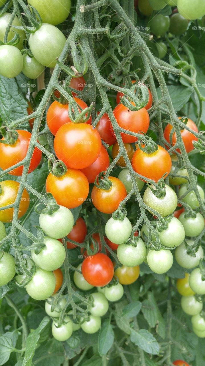 Food, Vegetable, Tomato, Healthy, Health