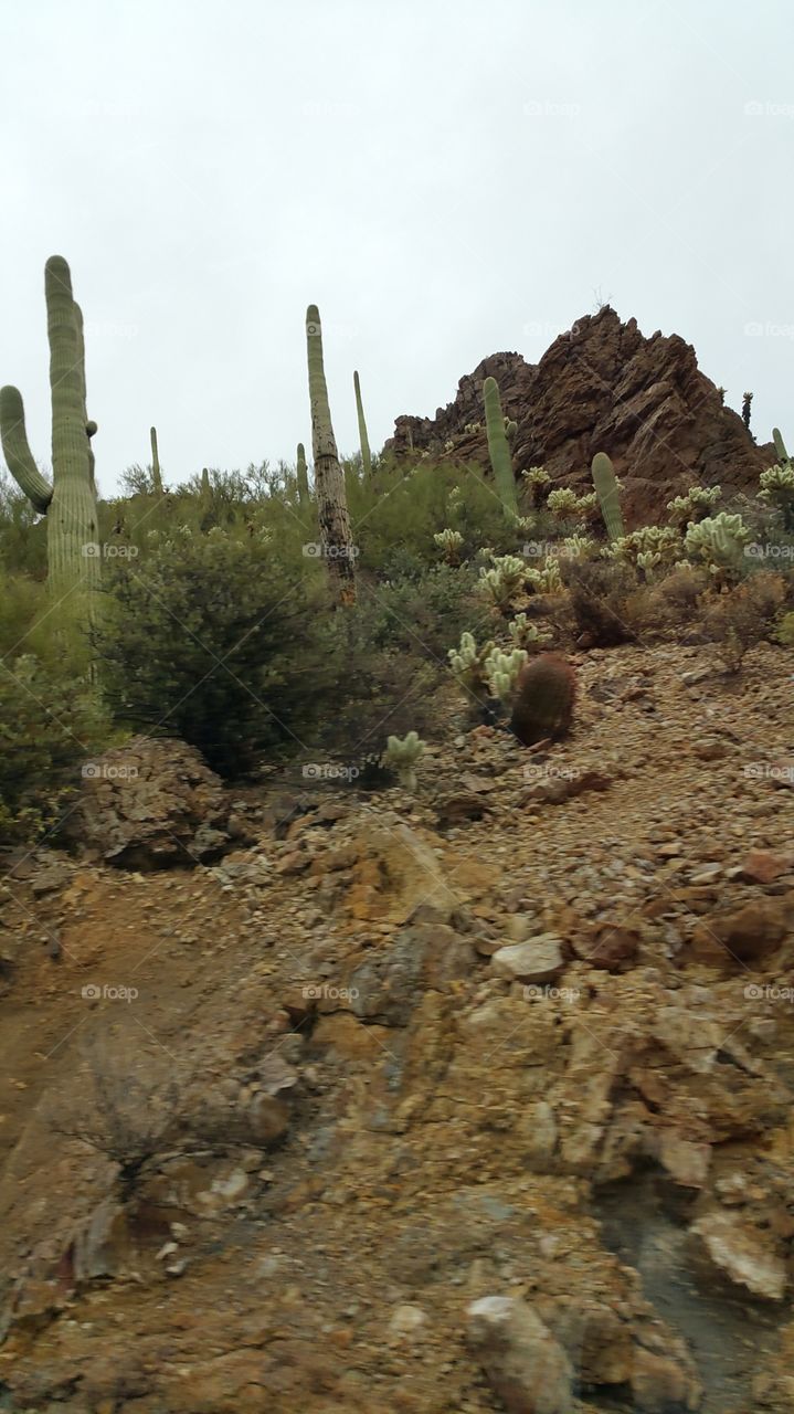 cactus on the trail