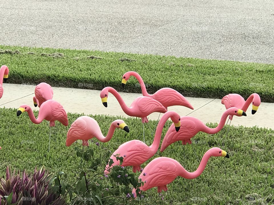 We were "flocked" and didn't know it till morning 