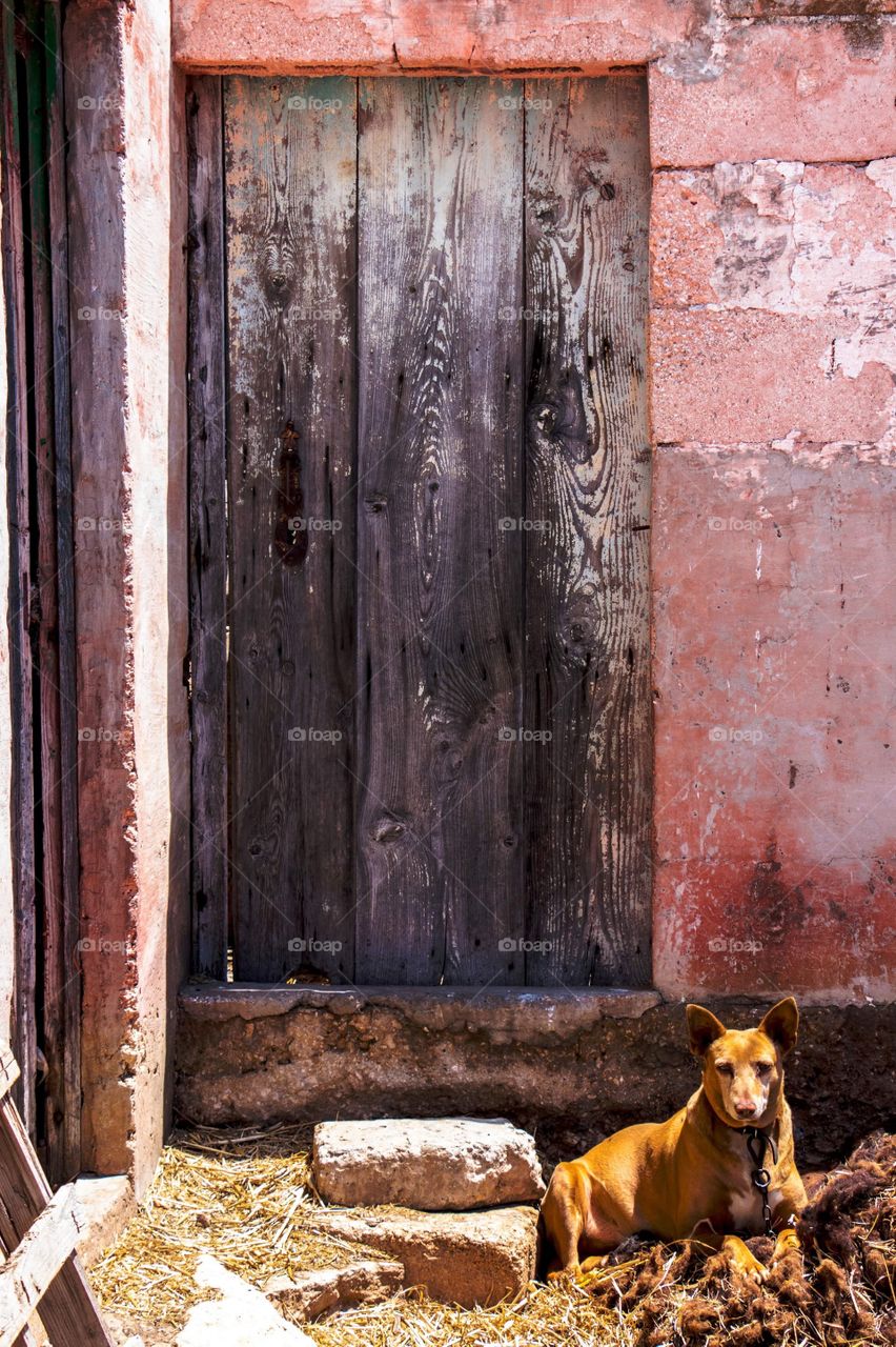 Pharaoh hound sitting in front of a pink wall, with a weathered, wooden door at the side.