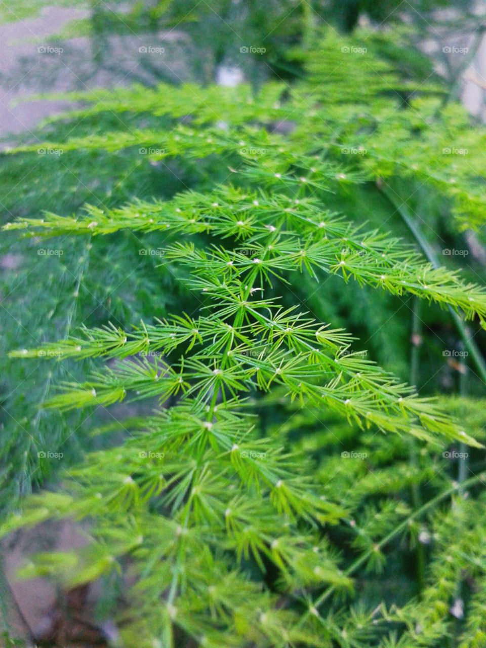 green leaf