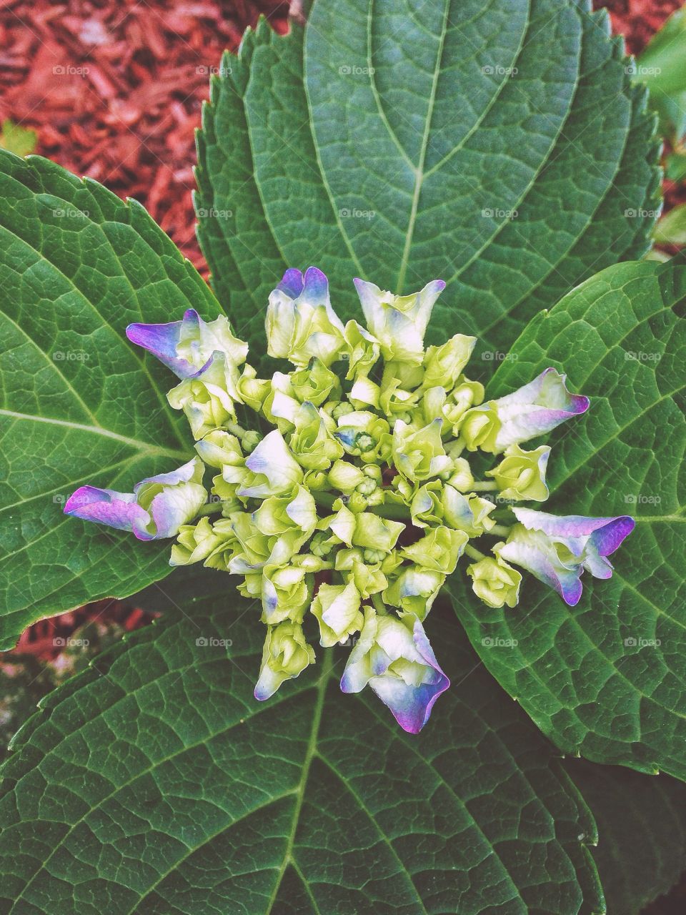 High angle view of flower