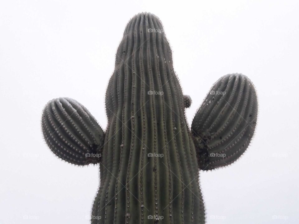 Snowy Saguaro