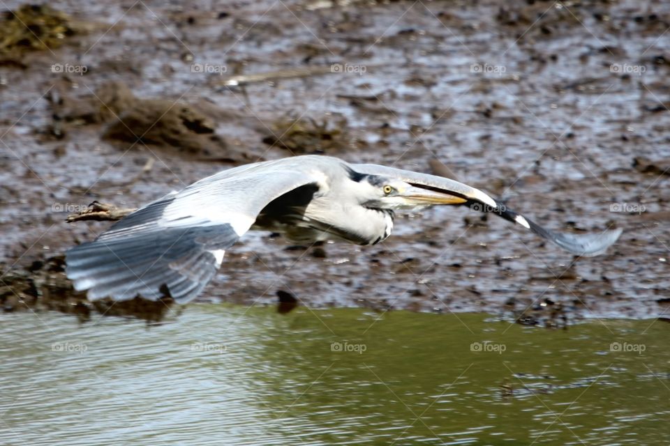 Gray heron flight 