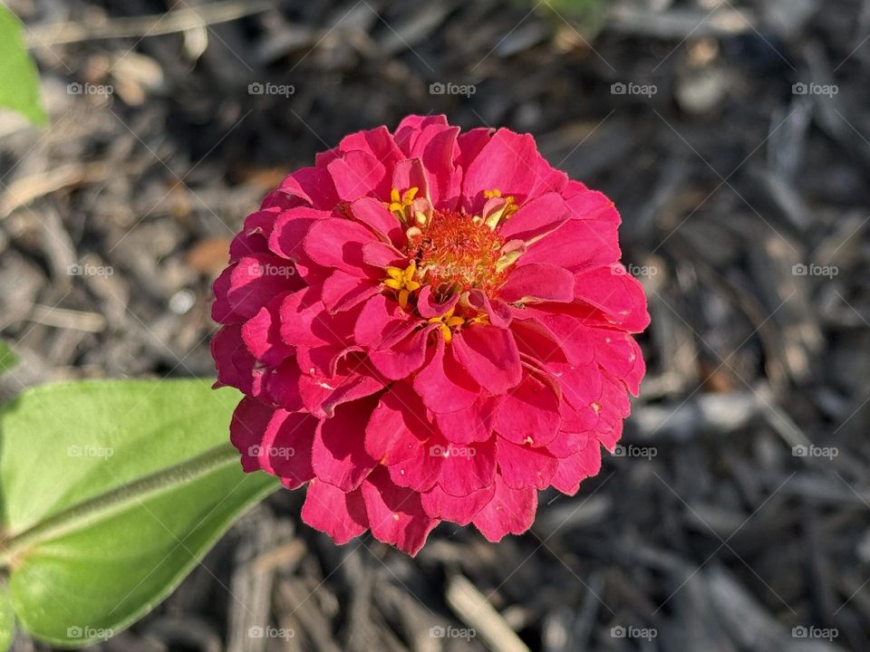 Zinnia