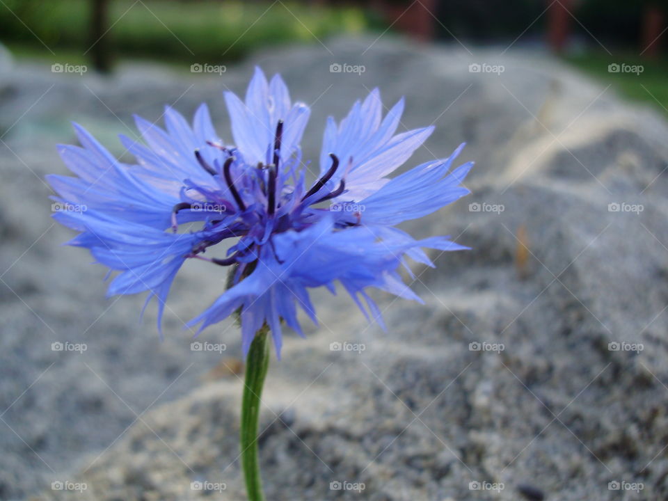 beautiful cornflower and the sand in the background