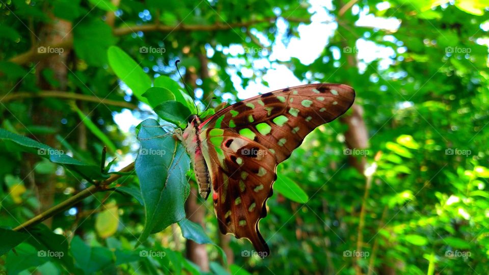 a green and black tropical butterfly that mostly belongs to the swallowtail family. The butterfly is also called the green spot triangle