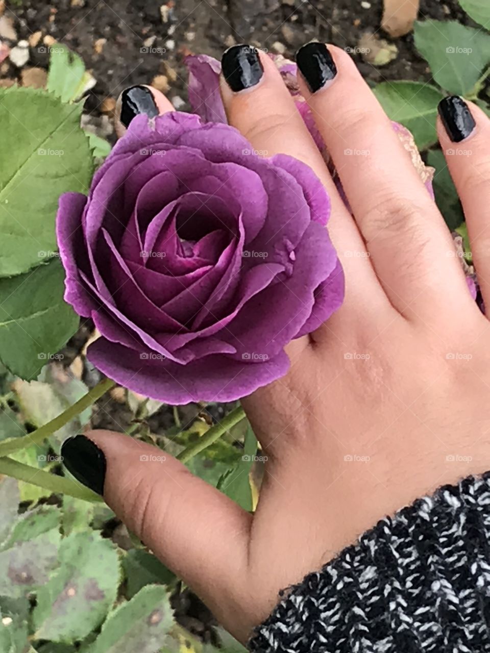 Goth purple rose
