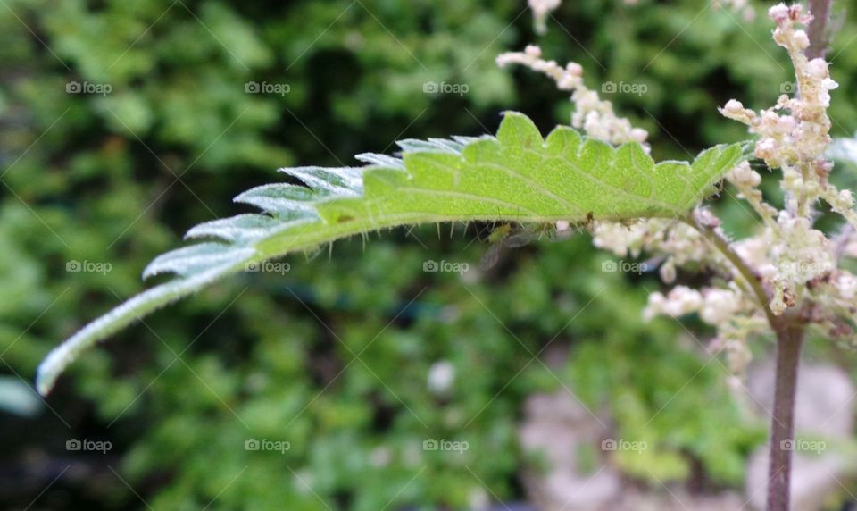 macro : stinging  nettle leaf . covered in fine painful stinging hairs.