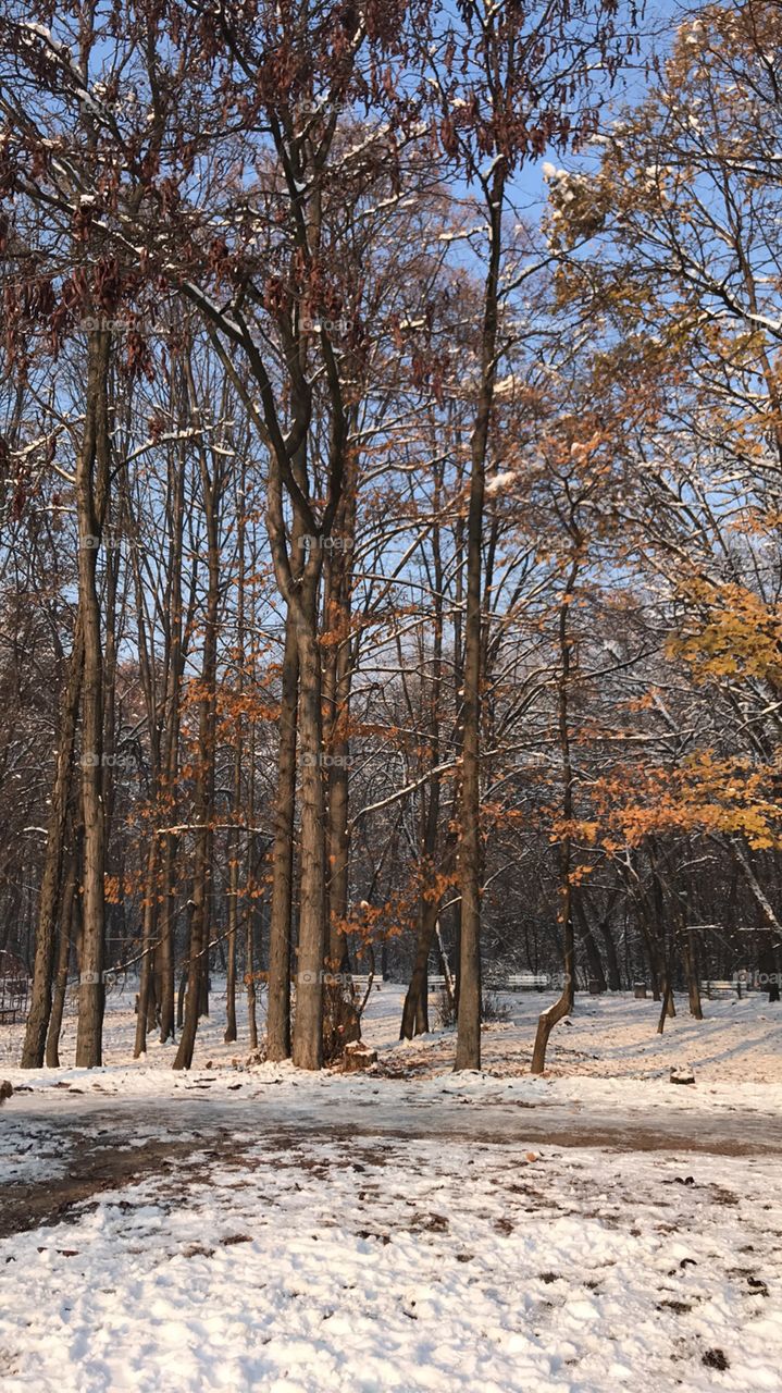 Autumn forest in the winter 
