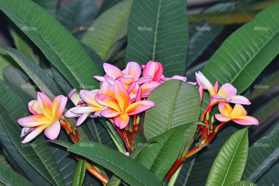 Flowers and leaves/Flores e folhas.